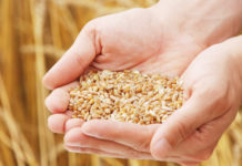 Cannabis Companies Mobilize to Fight Hunger on World Food Day Wheat world food day mg magazine Bloom Farms