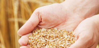 Cannabis Companies Mobilize to Fight Hunger on World Food Day Wheat world food day mg magazine Bloom Farms