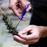 5 Trimming Items for the Harvest Season cannabis trimming mg Retailer