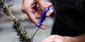 5 Trimming Items for the Harvest Season cannabis trimming mg Retailer