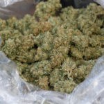 6 Automated Industrial Cannabis Trimmers for Your Grow auto trimmers mg retailer.jpg