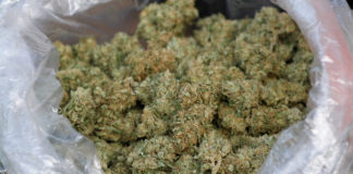 6 Automated Industrial Cannabis Trimmers for Your Grow auto trimmers mg retailer.jpg