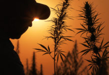 Cannabis Industry Comments on Passage of 2018 Farm Bill Farm Bill Hemp mgretailer