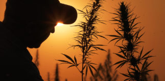 Cannabis Industry Comments on Passage of 2018 Farm Bill Farm Bill Hemp mgretailer