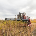 Farm Bill Passed by Congress Will Legalize Hemp if President Trump Approves Hemp fields mg Retailer