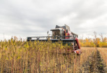 Farm Bill Passed by Congress Will Legalize Hemp if President Trump Approves Hemp fields mg Retailer