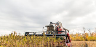 Farm Bill Passed by Congress Will Legalize Hemp if President Trump Approves Hemp fields mg Retailer