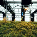 Three High-Tech Ways to Improve Your Grow World of a Weed mg magazine