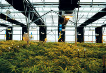 Three High-Tech Ways to Improve Your Grow World of a Weed mg magazine