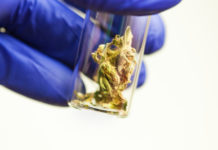 4 Cannabis Testing Labs Operating in Massachusetts cannabis testing labs massachussets