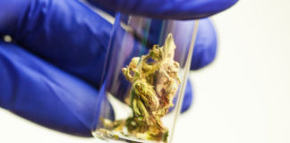 4 Cannabis Testing Labs Operating in Massachusetts cannabis testing labs massachussets