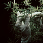 Perks of the Trade: Employee Benefits in the Cannabis Industry cannabis flowers mg magazine