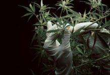 Perks of the Trade: Employee Benefits in the Cannabis Industry cannabis flowers mg magazine