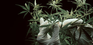 Perks of the Trade: Employee Benefits in the Cannabis Industry cannabis flowers mg magazine