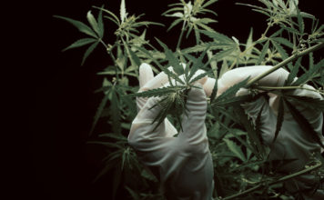 cannabis flowers mg magazine