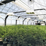 3 Ways to Winterize Your Greenhouse 3 Ways to Improve Heating