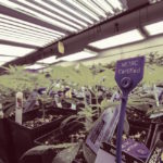 Track-and-Trace Systems Are Still Working Out the Kinks Metrc