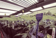 Track-and-Trace Systems Are Still Working Out the Kinks Metrc