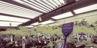 Track-and-Trace Systems Are Still Working Out the Kinks Metrc