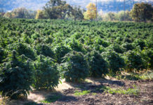 Oregon Could Make History With Cannabis Export Regulations Oregon cannabis exports mg retailer