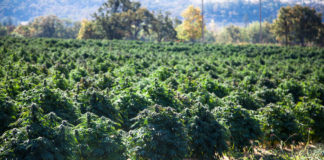 Oregon Could Make History With Cannabis Export Regulations Oregon cannabis exports mg retailer