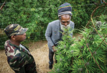 The Cannabis Plant: an Unfolding Story in Genetics Pheno Hunt mg magazine