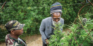 The Cannabis Plant: an Unfolding Story in Genetics Pheno Hunt mg magazine