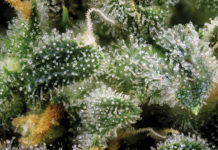 Boosting and Preserving Cannabis Terpene Profiles Naturally Terpenes mg magazine