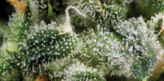 LaCroix, Lawsuits, and Linalool: the Natural-Vs-Synthetic Terpene Debate Terpenes mg magazine