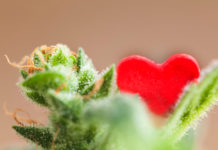 4 Infused Valentine’s Day Gifts Your Customers Will Want Valentines Day cannabis products mg retailer