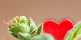 4 Infused Valentine’s Day Gifts Your Customers Will Want Valentines Day cannabis products mg retailer