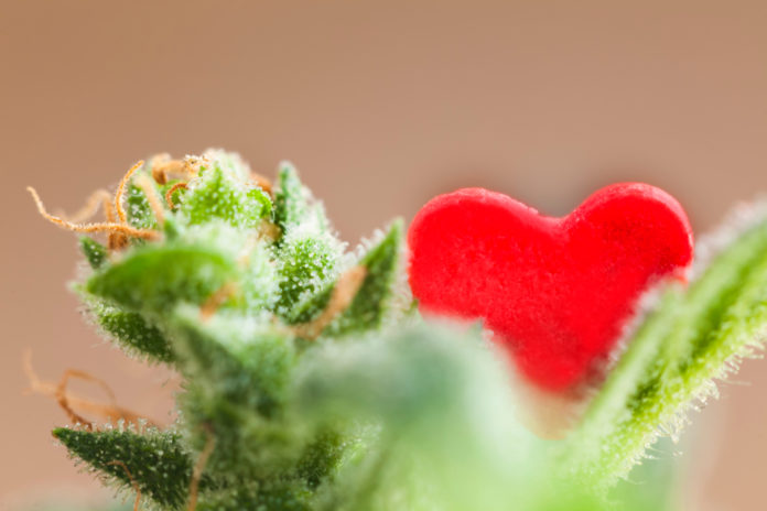 Valentines Day cannabis products mg retailer