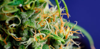 Canada to tax Cannabis Products Based on THC Content Cannabis Canada Taxes THC