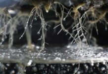 Testing the Waters of Hydroponic Growing hydroponic Ivan Karpov ss mg magazine SN