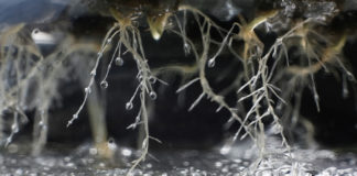 Testing the Waters of Hydroponic Growing hydroponic Ivan Karpov ss mg magazine SN