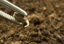 Successful Propagation Starts With Creating the Right Environment seedling soil mg magazine SN