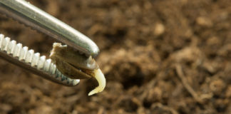 Successful Propagation Starts With Creating the Right Environment seedling soil mg magazine SN