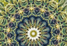 Cannabis and Psychedelic Symposium mg magazine