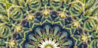 Ricardo Baca, Veteran Journalist and Agency CEO, to Keynote Sixth Annual Cannabis and Psychedelic Symposium Cannabis and Psychedelic Symposium mg magazine