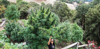 Overcoming Stigma: Sun-Grown Farmers Are Spreading Their Wings Moon Made Farms mg magazine