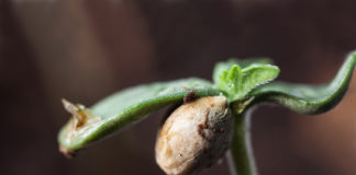 Cannabis Growing Advice, From Week One Until Done Seedling SS 757674853 mg magazine