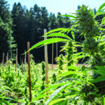 Flower: The Foundation of the Cannabis Industry (Infographic)