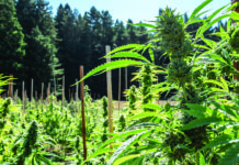 Flower: The Foundation of the Cannabis Industry (Infographic)