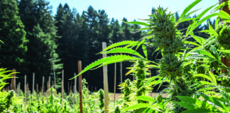 Flower: The Foundation of the Cannabis Industry (Infographic)