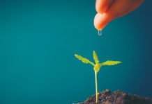 Optimizing These Two Factors Ensures Superior Cannabis Growth Water Plant Soil SS 1055097341 C mg magazine