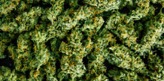 Bigger, Better Buds: Now That We’ve Got Your Attention… buds 1071112265 mg magazine SN