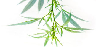 ‘Stay Open at the Top’ When It Comes to Growing First-Rate Cannabis plant top 698369383 mg magazine SN 1