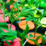 Heir to Coca-Cola Arrested with $1.3M in Cannabis Alki David St Kitts SwissX mg mg magazine