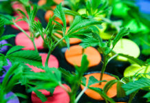 Heir to Coca-Cola Arrested with $1.3M in Cannabis Alki David St Kitts SwissX mg mg magazine