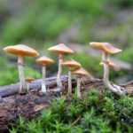 Denver Voters Decriminalize Psilocybin Denver Mushrooms mg mg Magazine